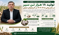 برداشت ۱۸ هزار تن سیر از مزارع آذربایجان‌شرقی